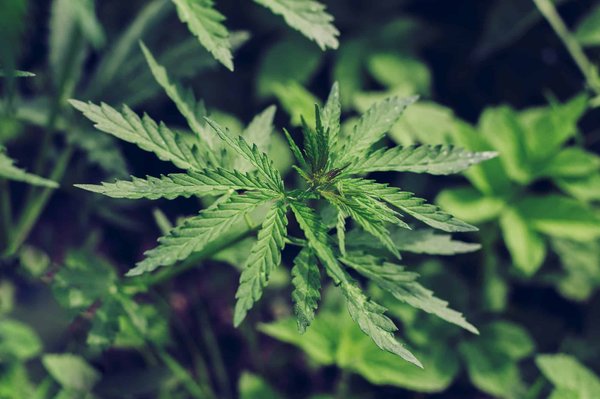 Fleurs de cbd taux élevé : relaxation et bien-être naturel