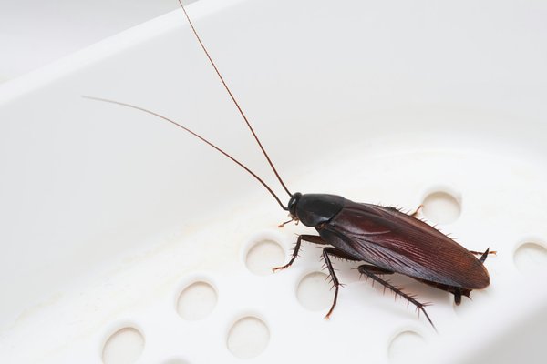 Méthode pour identifier la présence de blattes noires et solutions